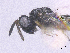  ( - SMNS_39995)  @11 [ ] CreativeCommons  Attribution Share-Alike (by-sa) (2020) State Museum of Natural History Stuttgart State Museum of Natural History Stuttgart