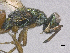  ( - SMNS_40071)  @11 [ ] CreativeCommons  Attribution Share-Alike (by-sa) (2020) State Museum of Natural History Stuttgart State Museum of Natural History Stuttgart