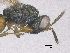  ( - SMNS_40078)  @11 [ ] CreativeCommons  Attribution Share-Alike (by-sa) (2020) State Museum of Natural History Stuttgart State Museum of Natural History Stuttgart