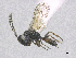  ( - SMNS_40095)  @11 [ ] CreativeCommons  Attribution Share-Alike (by-sa) (2020) State Museum of Natural History Stuttgart State Museum of Natural History Stuttgart