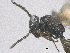  ( - SMNS_40096)  @11 [ ] CreativeCommons  Attribution Share-Alike (by-sa) (2020) State Museum of Natural History Stuttgart State Museum of Natural History Stuttgart