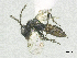  (Psilocera crassispina - SMNS_40120)  @11 [ ] CreativeCommons  Attribution Share-Alike (by-sa) (2020) State Museum of Natural History Stuttgart State Museum of Natural History Stuttgart