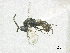  ( - SMNS_40311)  @11 [ ] CreativeCommons  Attribution Share-Alike (by-sa) (2020) State Museum of Natural History Stuttgart State Museum of Natural History Stuttgart