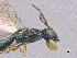  ( - SMNS_40386)  @11 [ ] CreativeCommons  Attribution Share-Alike (by-sa) (2020) State Museum of Natural History Stuttgart State Museum of Natural History Stuttgart