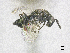  ( - SMNS_40403)  @11 [ ] CreativeCommons  Attribution Share-Alike (by-sa) (2020) State Museum of Natural History Stuttgart State Museum of Natural History Stuttgart