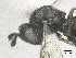  ( - SMNS_40484)  @11 [ ] CreativeCommons  Attribution Share-Alike (by-sa) (2020) State Museum of Natural History Stuttgart State Museum of Natural History Stuttgart