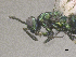  ( - SMNS_40589)  @11 [ ] CreativeCommons  Attribution Share-Alike (by-sa) (2020) State Museum of Natural History Stuttgart State Museum of Natural History Stuttgart