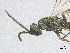  ( - SMNS_40918)  @11 [ ] CreativeCommons  Attribution Share-Alike (by-sa) (2020) State Museum of Natural History Stuttgart State Museum of Natural History Stuttgart