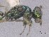  ( - SMNS_41720)  @11 [ ] CreativeCommons  Attribution Share-Alike (by-sa) (2020) State Museum of Natural History Stuttgart State Museum of Natural History Stuttgart