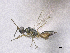  ( - SMNS_41803)  @11 [ ] CreativeCommons  Attribution Share-Alike (by-sa) (2020) State Museum of Natural History Stuttgart State Museum of Natural History Stuttgart