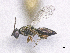  (Stenomalina communis - SMNS_41835)  @11 [ ] CreativeCommons  Attribution Share-Alike (by-sa) (2020) State Museum of Natural History Stuttgart State Museum of Natural History Stuttgart