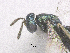  ( - SMNS_41890)  @11 [ ] CreativeCommons  Attribution Share-Alike (by-sa) (2020) State Museum of Natural History Stuttgart State Museum of Natural History Stuttgart