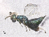  (Mesopolobus nobilis - SMNS_41893)  @11 [ ] CreativeCommons  Attribution Share-Alike (by-sa) (2020) State Museum of Natural History Stuttgart State Museum of Natural History Stuttgart