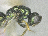  ( - SMNS_41918)  @11 [ ] CreativeCommons  Attribution Share-Alike (by-sa) (2020) State Museum of Natural History Stuttgart State Museum of Natural History Stuttgart