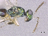  ( - SMNS_41959)  @11 [ ] CreativeCommons  Attribution Share-Alike (by-sa) (2020) State Museum of Natural History Stuttgart State Museum of Natural History Stuttgart