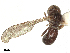  ( - BIOUG65108-G10)  @11 [ ] CreativeCommons - Attribution Share - Alike (2025) CBG Photography Group Centre for Biodiversity Genomics