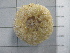  ( - SeaMP_SB125)  @11 [ ] Unspecified (default): All Rights Reserved (2022) Unspecified Unspecified