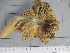  (Pteroeides - SeaMP_SB170)  @11 [ ] Unspecified (default): All Rights Reserved (2022) Unspecified Unspecified