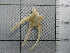  (Ophiura trimeni - SeaMP_SB227)  @11 [ ] Unspecified (default): All Rights Reserved (2022) Unspecified Unspecified