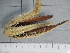  (Luidia sarsii - SeaMP_SB228)  @11 [ ] Unspecified (default): All Rights Reserved (2022) Unspecified Unspecified