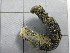  (Pseudostichopus langeae - SeaMP_SB024)  @11 [ ] Unspecified (default): All Rights Reserved (2022) Unspecified Unspecified