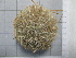  (Polyechinus - SeaMP_SB261)  @11 [ ] Unspecified (default): All Rights Reserved (2023) Unspecified Unspecified