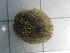  (Brissopsis lyrifera - SeaMP_SB406)  @11 [ ] Unspecified (default): All Rights Reserved (2023) Unspecified Unspecified