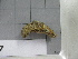  (Euphione elisabethae - SeaMP_SB007)  @11 [ ] Unspecified (default): All Rights Reserved (2022) Unspecified Unspecified