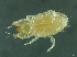  (Cheyletus malaccensis - HUJINVACA50)  @13 [ ] No Rights Reserved (2016) Eric Palevsky Agricultural Research Organization, Israel