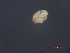  ( - MZNA442801)  @11 [ ] No Rights Reserved (2016) Eric Palevsky Agricultural Research Organization, Israel