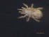  (Parasitus hyalinus - MZNA442896)  @11 [ ] No Rights Reserved (2016) Eric Palevsky Agricultural Research Organization, Israel