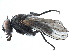  ( - BIOUG05603-B04)  @11 [ ] CreativeCommons - Attribution (2017) CBG Photography Group Centre for Biodiversity Genomics