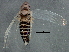  ( - BIOUG05510-B04)  @13 [ ] CreativeCommons - Attribution (2013) CBG Photography Group Centre for Biodiversity Genomics