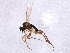  ( - BIOUG05514-G10)  @13 [ ] CreativeCommons - Attribution (2013) CBG Photography Group Centre for Biodiversity Genomics