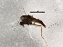 ( - BIOUG05529-E07)  @12 [ ] CreativeCommons - Attribution (2013) CBG Photography Group Centre for Biodiversity Genomics
