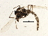  (Microtendipes pedellus grp - BIOUG05543-E09)  @13 [ ] CreativeCommons - Attribution (2013) CBG Photography Group Centre for Biodiversity Genomics