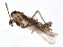  ( - BIOUG05557-C06)  @13 [ ] CreativeCommons - Attribution (2013) CBG Photography Group Centre for Biodiversity Genomics