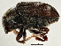  (Hylesinus criddlei - BIOUG05560-H05)  @14 [ ] CreativeCommons - Attribution (2013) CBG Photography Group Centre for Biodiversity Genomics