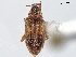  ( - BIOUG05617-E06)  @11 [ ] CreativeCommons - Attribution (2020) CBG Photography Group Centre for Biodiversity Genomics