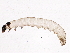  ( - BIOUG05655-D08)  @12 [ ] CreativeCommons - Attribution (2013) CBG Photography Group Centre for Biodiversity Genomics
