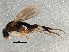  ( - BIOUG05716-D01)  @13 [ ] CreativeCommons - Attribution (2013) CBG Photography Group Centre for Biodiversity Genomics
