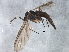  ( - BIOUG05726-A05)  @12 [ ] CreativeCommons - Attribution (2013) CBG Photography Group Centre for Biodiversity Genomics