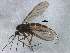  ( - BIOUG05726-A09)  @12 [ ] CreativeCommons - Attribution (2013) CBG Photography Group Centre for Biodiversity Genomics