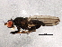  ( - BIOUG05742-B06)  @13 [ ] CreativeCommons - Attribution (2013) CBG Photography Group Centre for Biodiversity Genomics