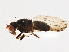  ( - BIOUG05742-C12)  @14 [ ] CreativeCommons - Attribution (2013) CBG Photography Group Centre for Biodiversity Genomics