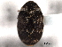 (Anthrenus fuscus - BIOUG05525-F01)  @13 [ ] CC-0  Unspecified Unspecified