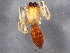  ( - BIOUG05515-C04)  @13 [ ] CreativeCommons - Attribution (2012) CBG Photography Group Centre for Biodiversity Genomics