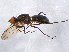  ( - BIOUG05515-G09)  @13 [ ] CreativeCommons - Attribution (2012) CBG Photography Group Centre for Biodiversity Genomics