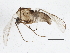  (Orthocladius oblidens - BIOUG05512-D12)  @13 [ ] CreativeCommons - Attribution (2013) CBG Photography Group Centre for Biodiversity Genomics