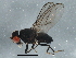  ( - BIOUG05512-E10)  @13 [ ] CreativeCommons - Attribution (2013) CBG Photography Group Centre for Biodiversity Genomics